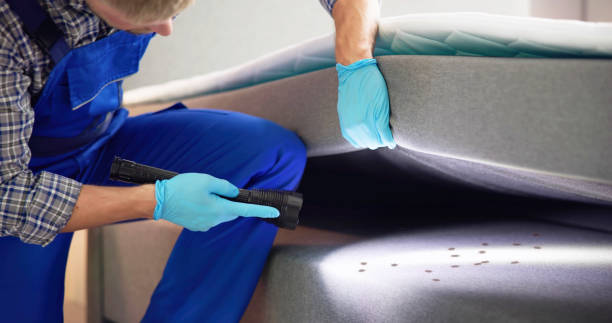Best Wasp Removal Services  in Braidwood, IL