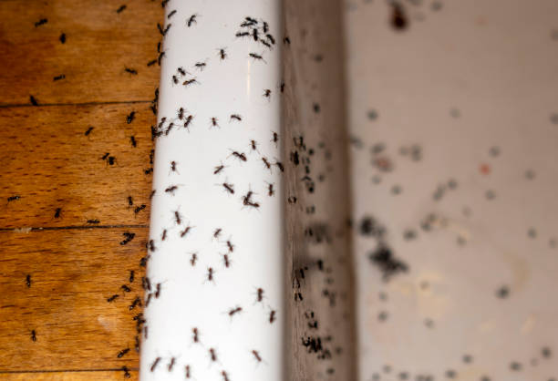 Best Spider Control Near Me  in Braidwood, IL