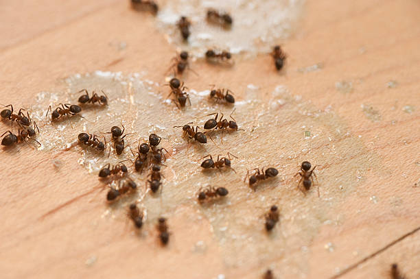 Best Spider Control Near Me  in Braidwood, IL