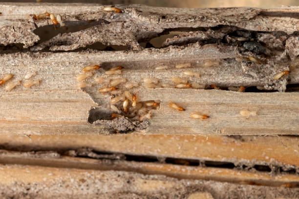 Best Pest Prevention Services  in Braidwood, IL