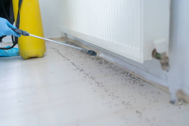 Trusted Braidwood, IL Pest Control Experts